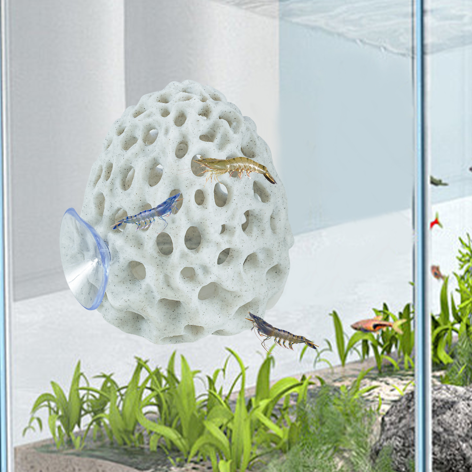 Shrimp Hides for Aquarium, Bet - Aquarium Fish Poster recensione e prezzo