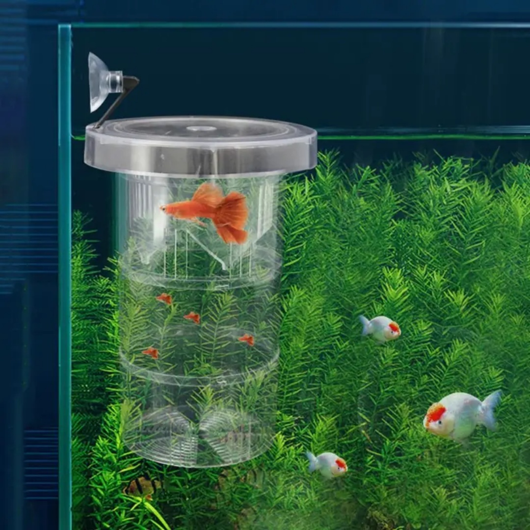 Acrylic Floating Fish Breeding - Aquarium Fish Jar recensione e prezzo
