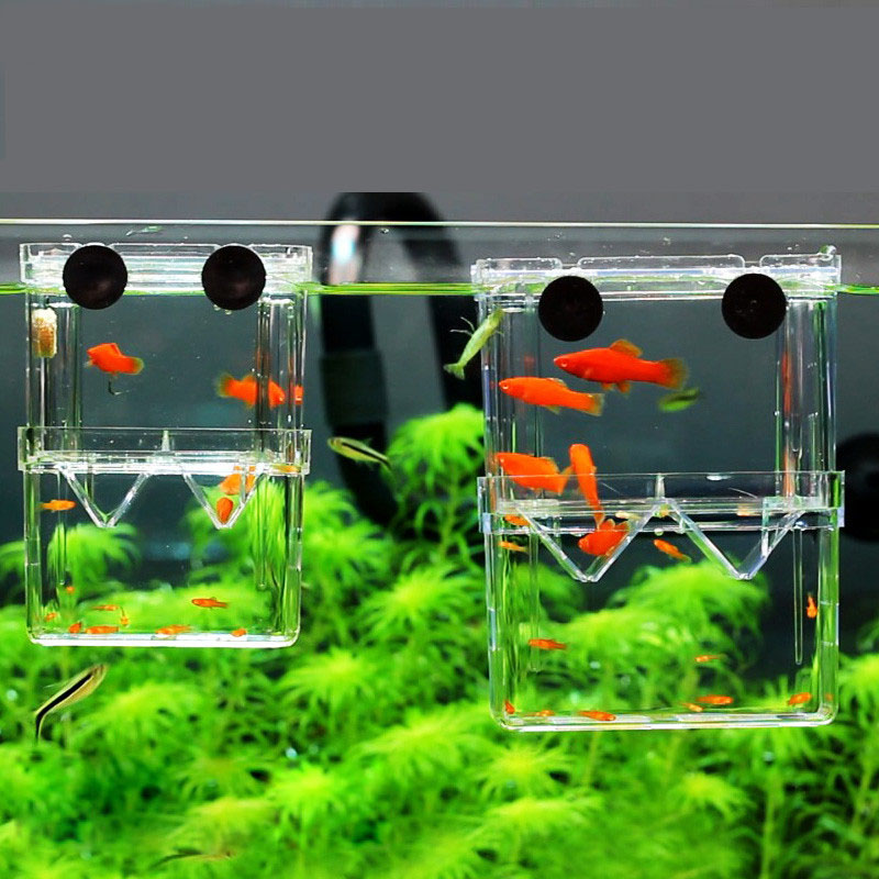 Peacock Fish Breeding Isolatio - Aquarium Fish Jar recensione e prezzo